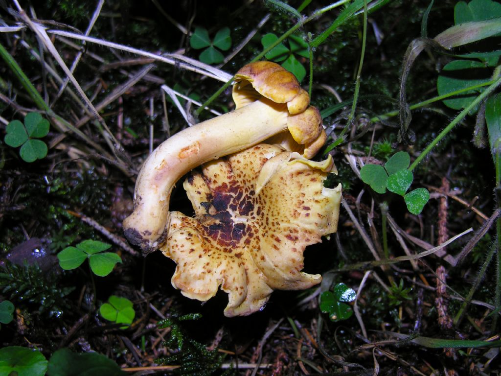 Alcuni Cantharellus di quest''anno.